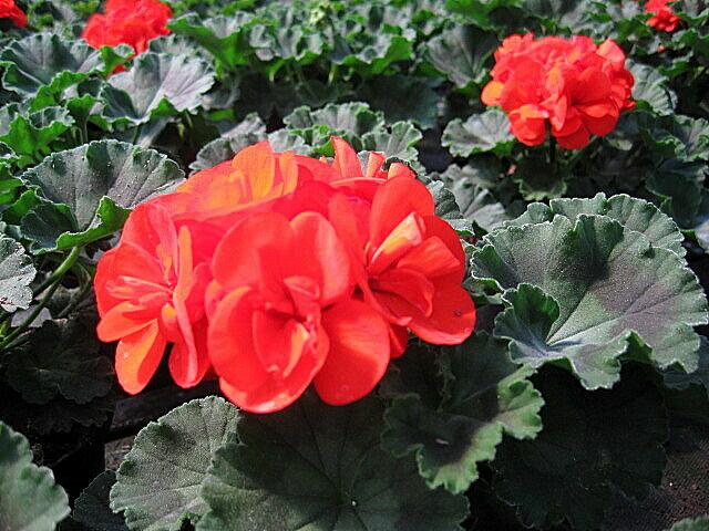 orange stehende Geranie