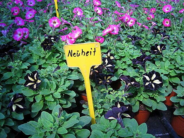 die schwarzweißen Blüten der neuen Petuniensorte