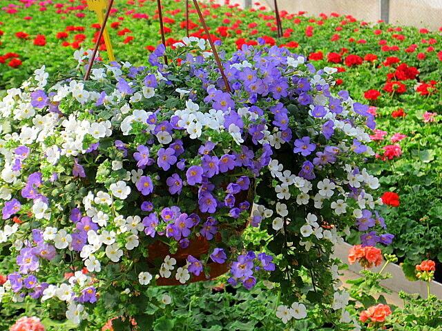 Blumenampel