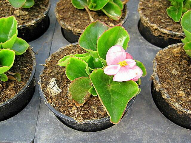 Begonia semperflorens