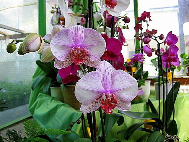 Orchideen