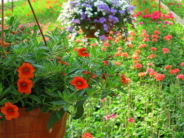 Blumenampeln