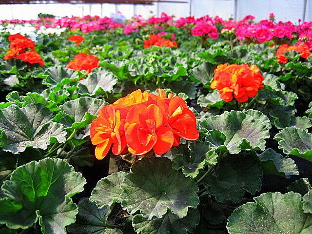Geranienienblüten in Orange