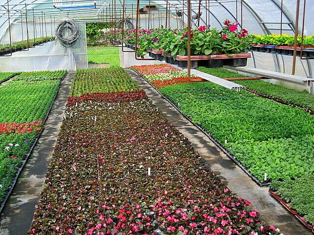 Begonia semperflorens