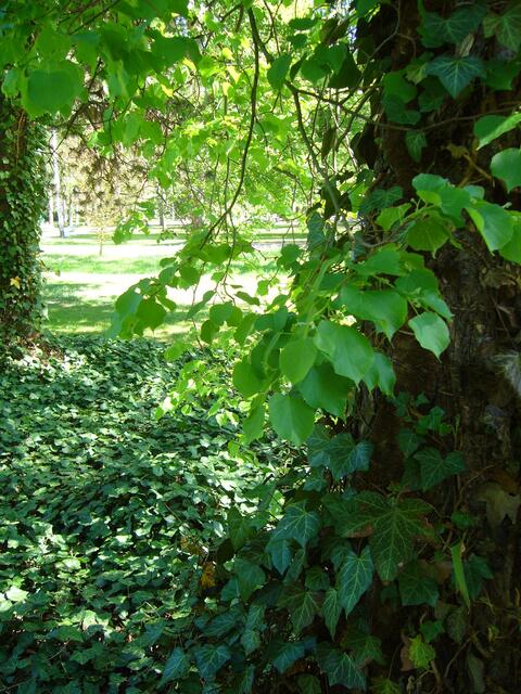 Kurpark