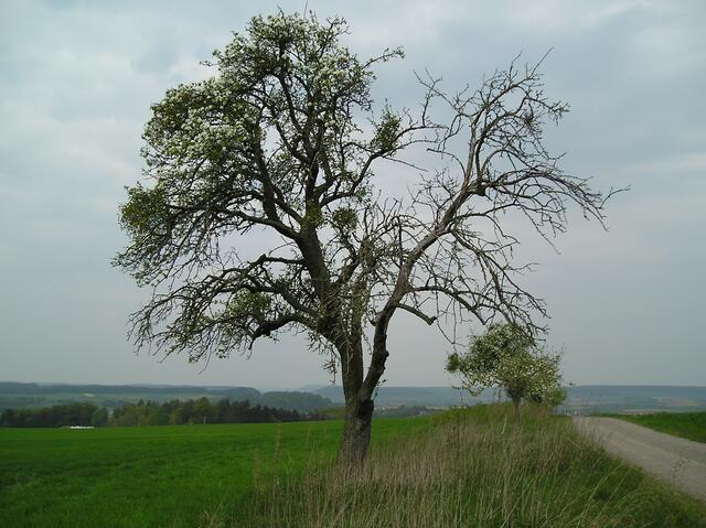 Alte Bäume an der alten Strasse