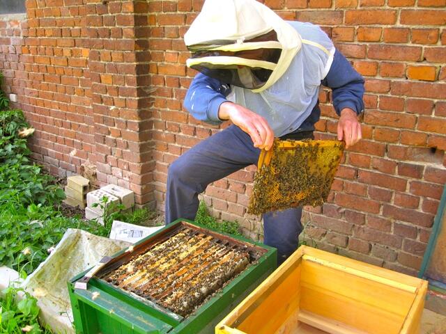 Nun kommt Rähmchen für Rähmchen mit den Bienen in die neue Beute