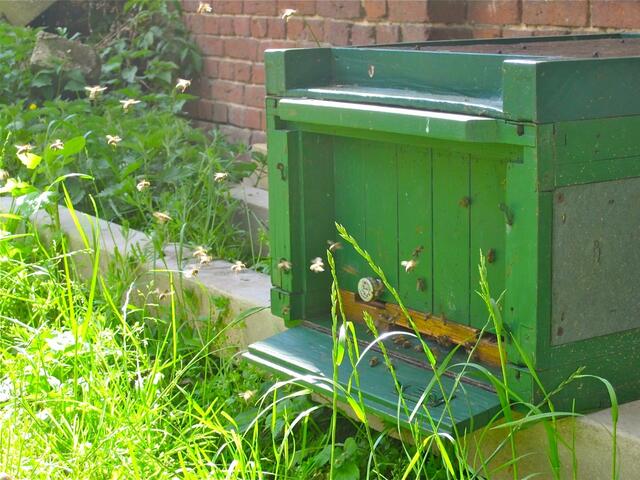 Das ist die kleine Transportbeute mit einem Bienenvolk - sie enthält 11 Rähmchen in denen die Bienen ihre Waben bauen.