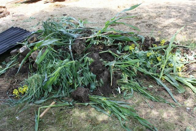 09.06.2010: Die Nutzpflanzen wurden zerstört.