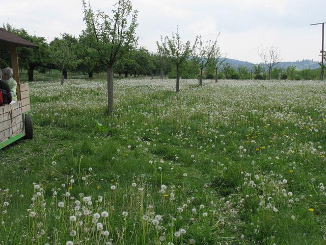 Herrliche Löwenzahnblüten.