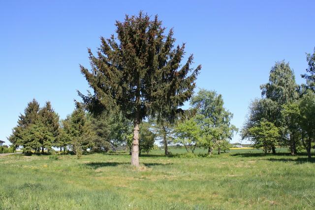 01.05.2011: Über die Flächen ist größtenteils Gras gewachsen.