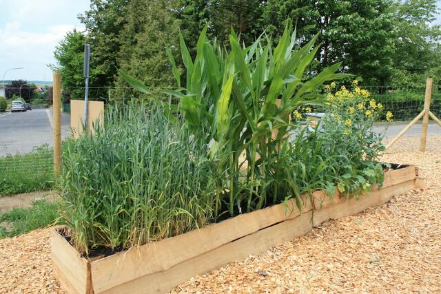 07.06.2010: Noch stehen die Nutzpflanzen von der Ausstellung.