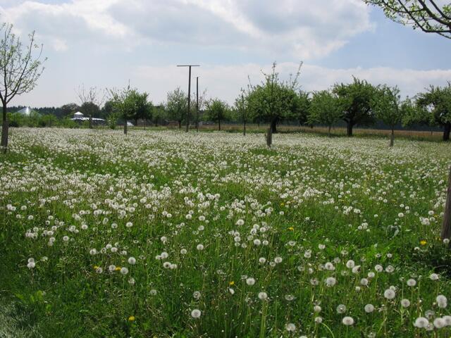 Eine ganze Wiese voller Löwenzahnblüten.