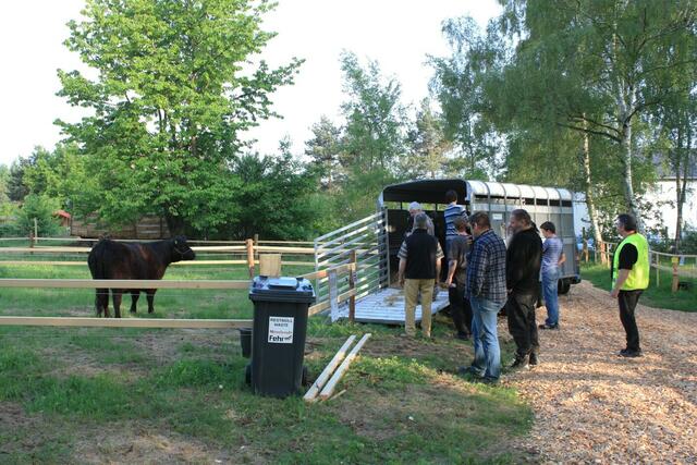 27.05.2010: Anlieferung von Rindviechern