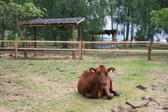 07.06.2010: Noch sind einige Kühe auf der Weide.