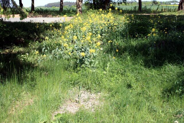 01.05.2011: Vom Barfußpfad sind noch Körnchen sowie Rapspflanzen zu sehen.