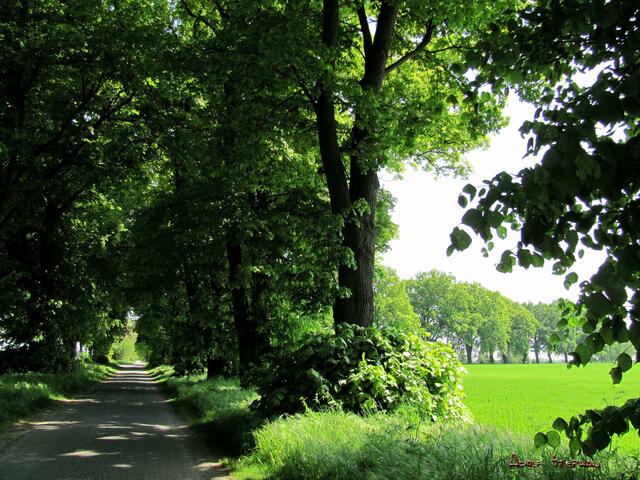 Die unter "Naturdenkmal" stehende alte Lindenallee zum Rittergut Abbensen bei Peine