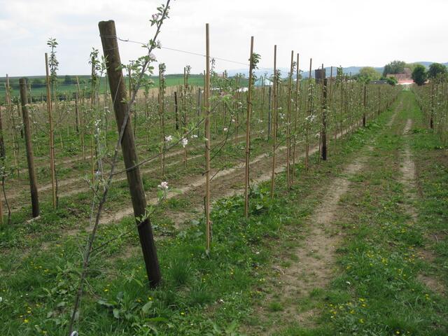 Junge Neue Apfelbäumchen in Blüte