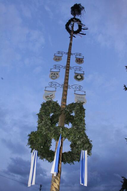über 30 Meter ragt der Baum in den Himmel