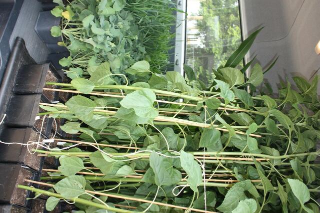 26.05.2010: Nutzpflanzen in Töpfen werden angeliefert.