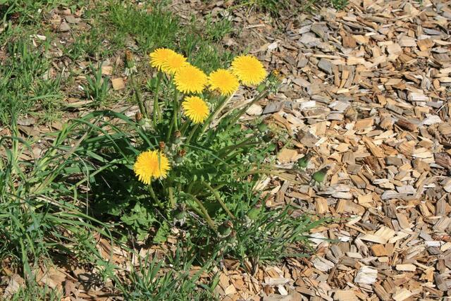 01.05.2011: Es sind immer noch Hackschnitzel auf der Fläche.