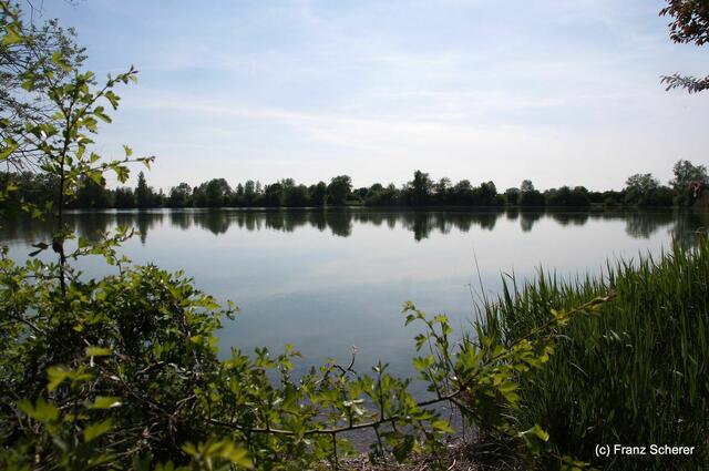 Friedberg  (Bayern), Afrasee - Frühlingsimpressionen