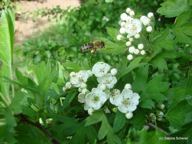 Friedberg  (Bayern), Afrasee - Frühlingsimpressionen