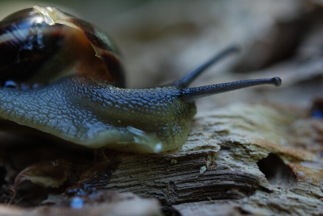 schnecke mit haus   07