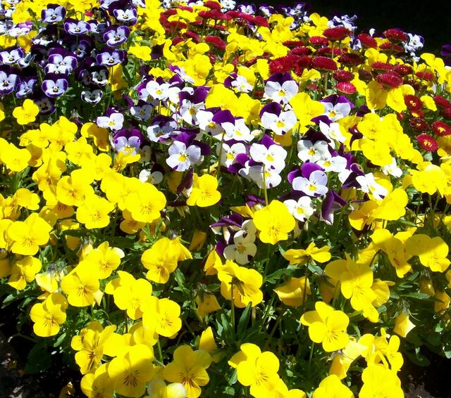Blumen am Bahnhof Sankt Ottilien