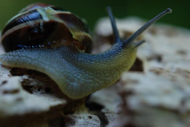 schnecke mit haus   05