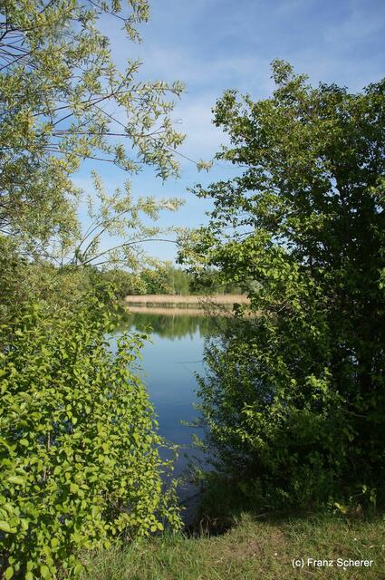 Friedberg  (Bayern), Afrasee - Frühlingsimpressionen