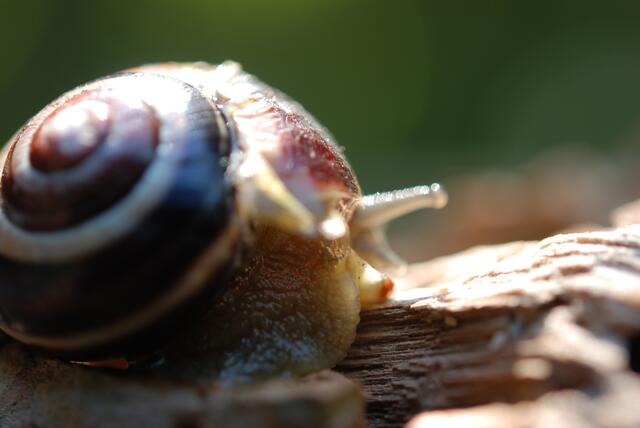 schnecke mit haus   03