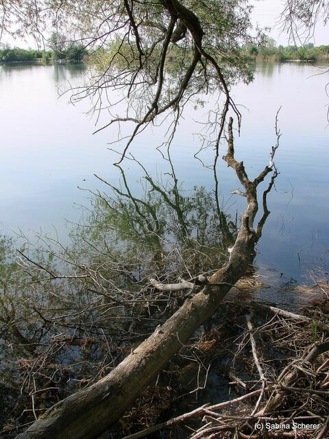 Friedberg  (Bayern), Afrasee - Frühlingsimpressionen