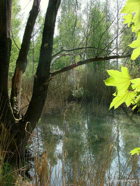 Friedberg  (Bayern), Afrasee - Frühlingsimpressionen