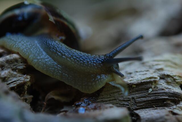 schnecke mit haus   06