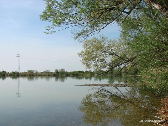Friedberg  (Bayern), Afrasee - Frühlingsimpressionen