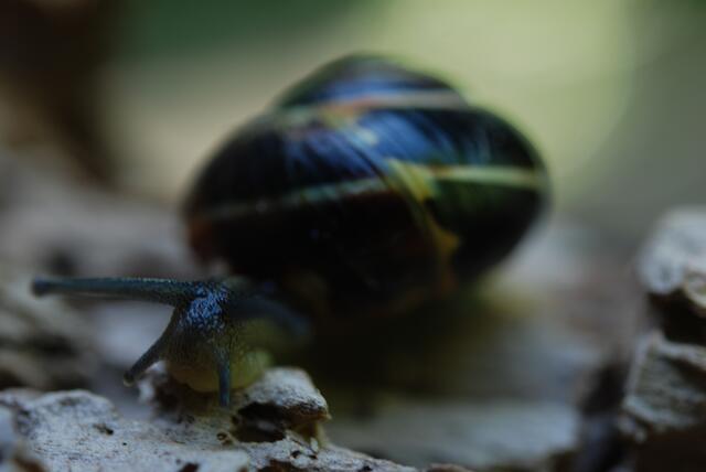 schnecke mit haus   04