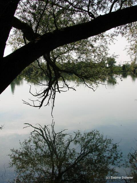 Friedberg  (Bayern), Afrasee - Frühlingsimpressionen