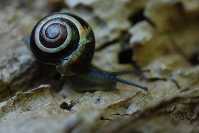 schnecke mit haus   08