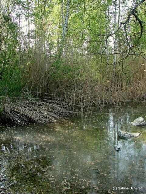 Friedberg  (Bayern), Afrasee - Frühlingsimpressionen