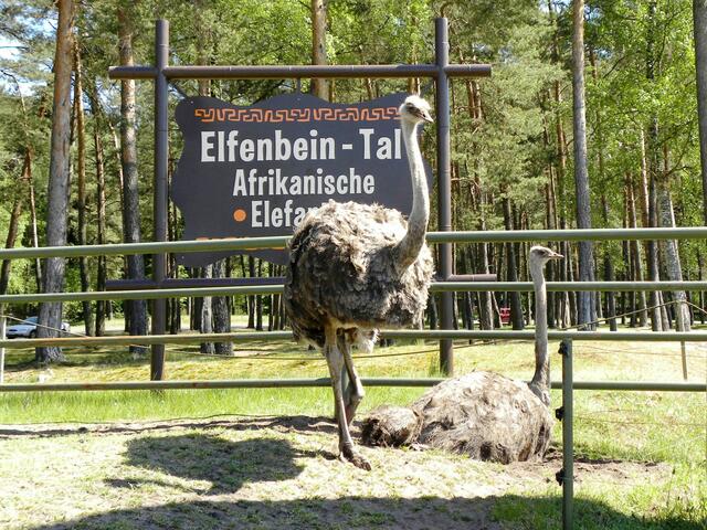 Die Elefanten sind hier eh die Absahner....