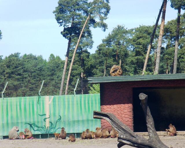 Sind die "Knipser" bald weg?