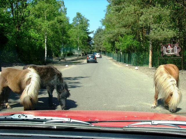 Erst Leckerlis, dann dürft ihr durch.
