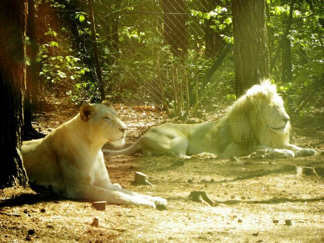 Wir haben schon, aber als Nachtisch der Hund da aus der rollenden Blechbüchse wär nicht schlecht.