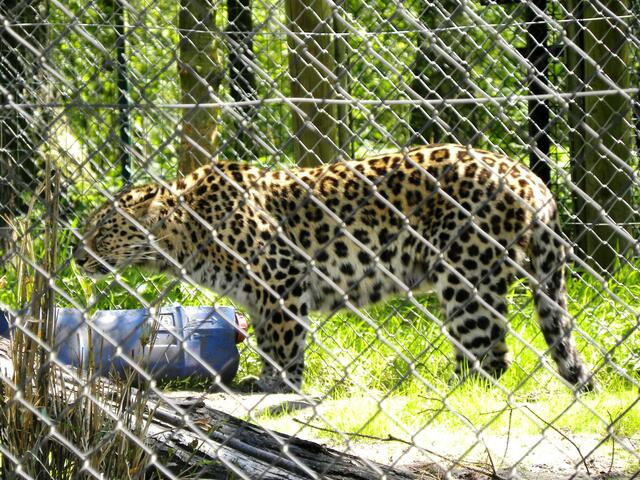 Knastbruder?Ich hör wohl nicht recht, das hat die bucklige Verwandtschaft gerade nötig....