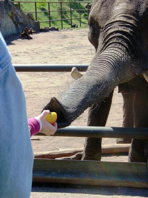 ....kriegen alles in den A..., pardon, in den Rüssel geschoben.