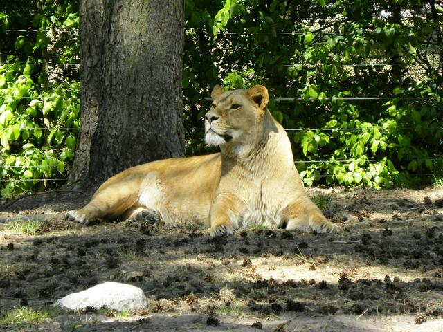 Ich rieche Menschenfleisch....