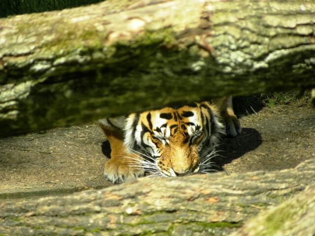 ...fragt doch mal meine weißen Brüder.