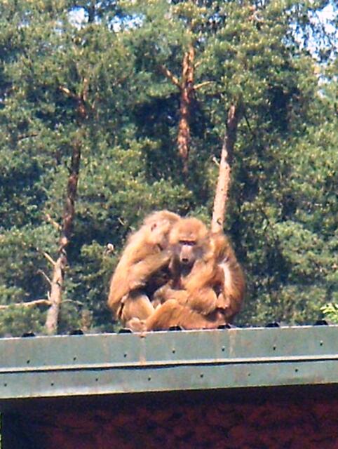 Mannoman...hast Du viele Läuse!