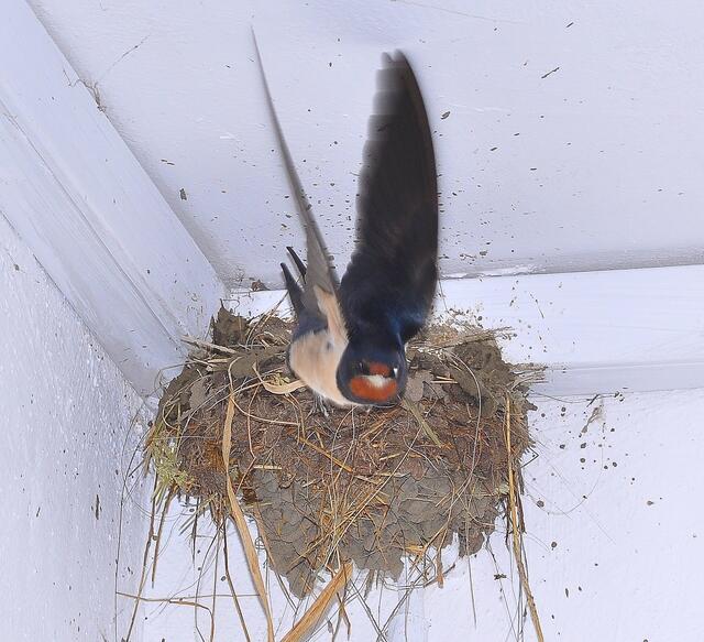 Auf zur Insektenjagd